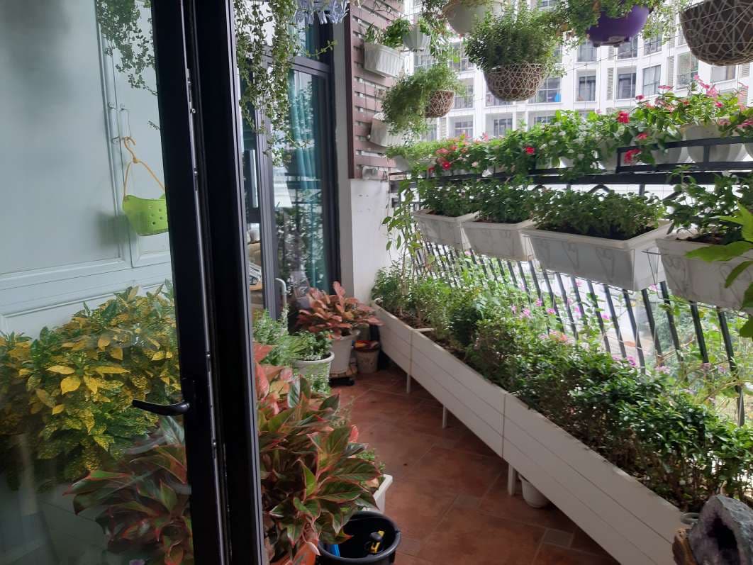 Khu vườn luôn xanh tốt dù bạn bận rộn hay vắng nhà dài ngày